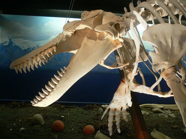 wiki-wolfgang-sauber