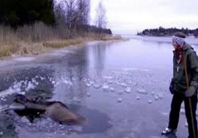 Dramatična situacija: Hrabri par uspio spasiti losa koji se zarobio u ledu (VIDEO)