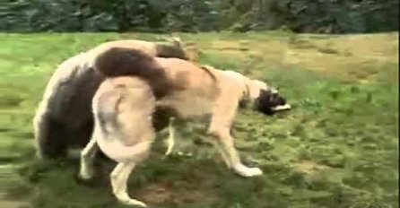 Medvjed je skočio kangalu na leđa ali njegov napad je brzo zaustavljen (VIDEO)