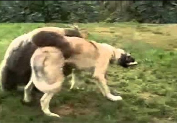 Medvjed je skočio kangalu na leđa ali njegov napad je brzo zaustavljen (VIDEO)