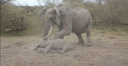 Pucali su na njeno dijete: Reakcija slonice je srceparajuća (VIDEO)