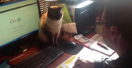 Sa ovom macom nema šale: "Pipni miša ako smiješ" (VIDEO)