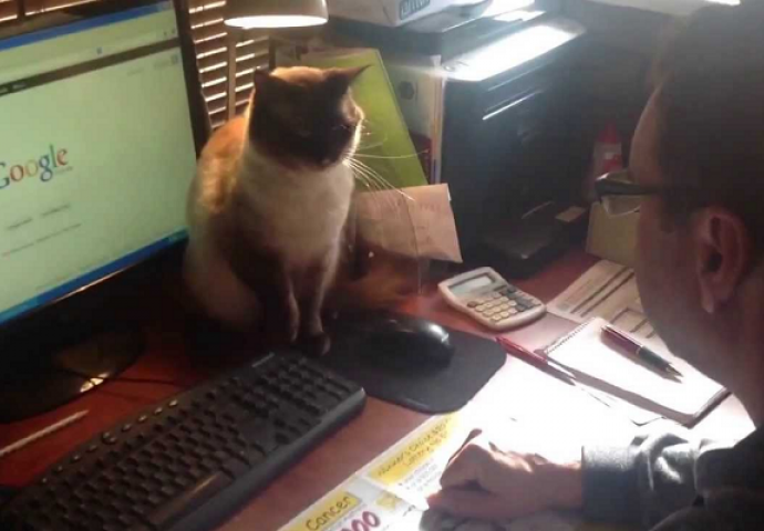 Sa ovom macom nema šale: "Pipni miša ako smiješ" (VIDEO)