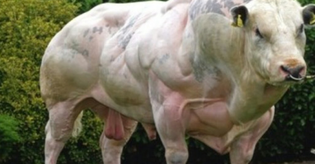 I onda se pitamo zašto smo ovoliko oboljeli? Naučnici stvorili GMO bikove bez imalo masti (VIDEO)