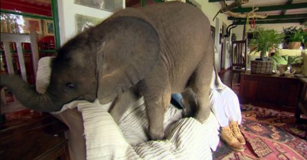 Pogledajte kako izgleda kad vam je slon kućni ljubimac (VIDEO)