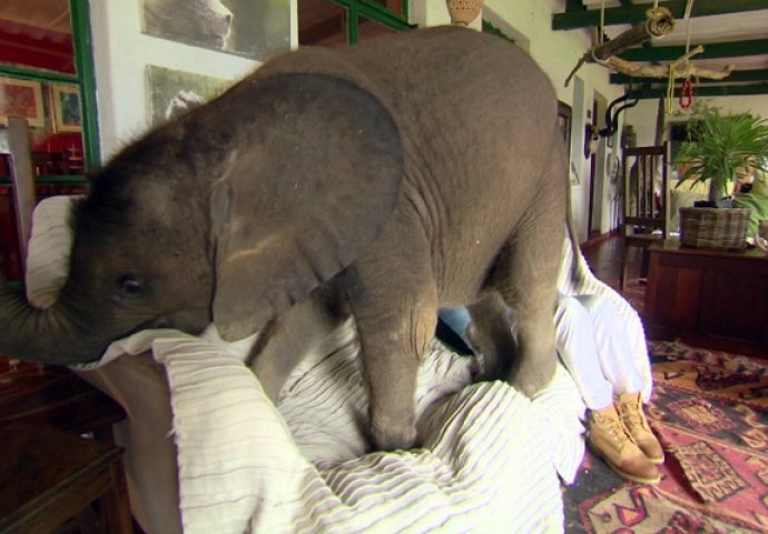 Pogledajte kako izgleda kad vam je slon kućni ljubimac (VIDEO)