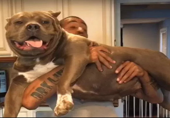 Ovo je najveći Pit Bull na svijetu, težak je kao i prosječna osoba (VIDEO)