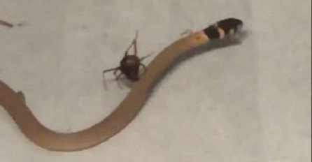 Smrtonosni pauk je uhvatio najotrovniju zmiju u svoju mrežu, nećete vjerovati šta se događa u nastavku (VIDEO)