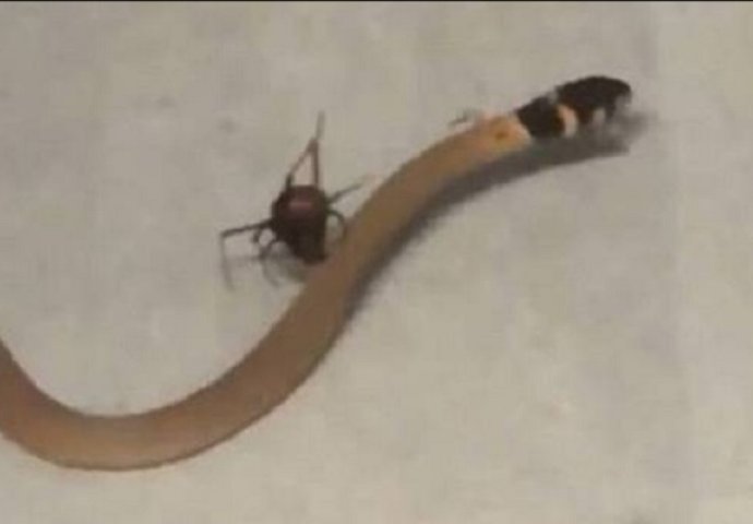 Smrtonosni pauk je uhvatio najotrovniju zmiju u svoju mrežu, nećete vjerovati šta se događa u nastavku (VIDEO)