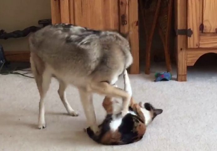 Izgleda kao da će kojot pojesti ovu macu, ovo je najzanimljivija stvar koju ste do sada vidjeli (VIDEO)