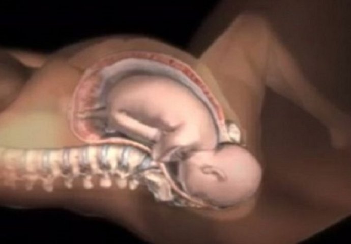 Nevjerovatna animacija: Kako se žensko tijelo otvara za izlazak bebe (VIDEO)