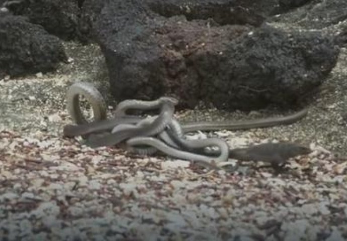 Epska borba iguane sa leglom zmija je NAJBOLJI SNIMAK 2016., a pogledajte kako je napravljen (VIDEO)