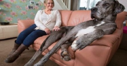 Najveći na svijetu: Ovaj pas je viši od dva metra i uništio je čak 23 kreveta (VIDEO)