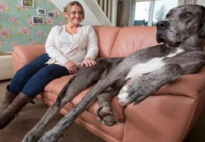 Najveći na svijetu: Ovaj pas je viši od dva metra i uništio je čak 23 kreveta (VIDEO)
