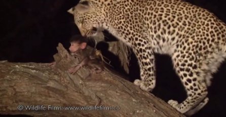 Leopard ubio majmunicu, pa je ugledao njenu bebu: Sljedeći trenutak je NESTVARAN (VIDEO)