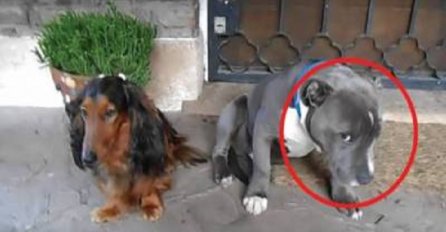 Pitao je svoje pse ko mu je izgrizao cipelu, njihova reakcija dovest će vas do suza (VIDEO)