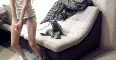 Skinula se u gaćice i počela seksi ples ispred svog mačka, njegova reakcija nasmijala je milione (VIDEO)