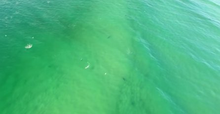 Dron snimio kako surfera zamalo nije napala ajkula