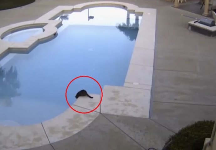 Nadzorna kamera je uhvatila mačku kako pije vodu iz bazena, ono što je uslijedilo nasmijalo je milione (VIDEO)