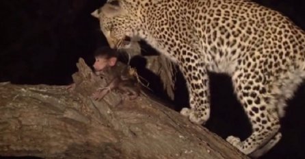 Leopard ubio majmunicu pa ugledao njenu bebu, sljedeći trenutak je nestvaran (VIDEO)