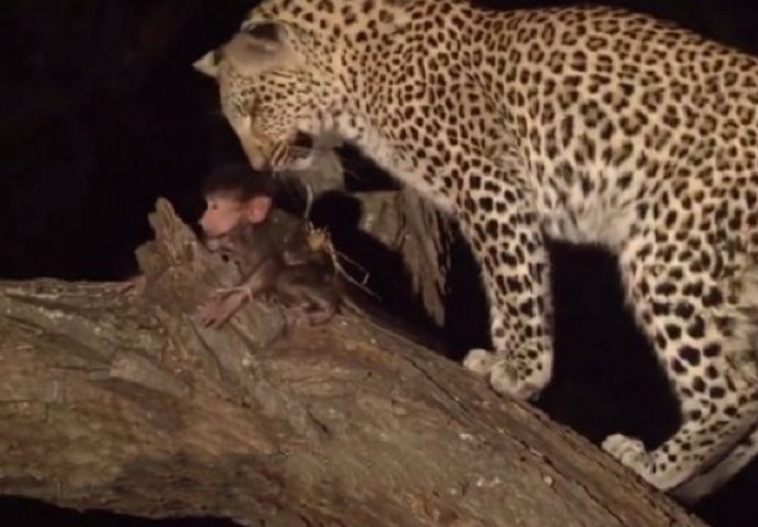 Leopard ubio majmunicu pa ugledao njenu bebu, sljedeći trenutak je nestvaran (VIDEO)