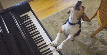 Slatki psić sviranjem klavira i pjevanjem osvaja srca mnogih (VIDEO)