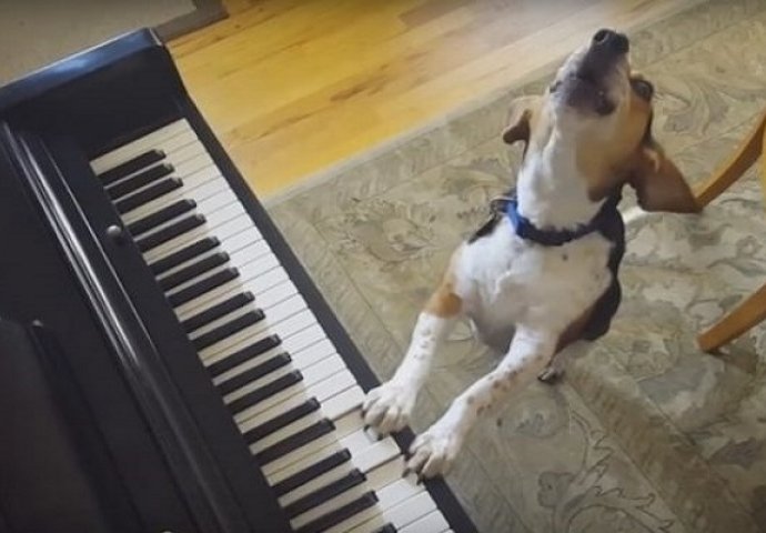 Slatki psić sviranjem klavira i pjevanjem osvaja srca mnogih (VIDEO)