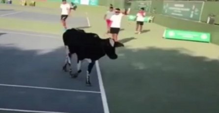  NESVAKIDAŠNJA SCENA: Krava prekinula teniski spektakl!