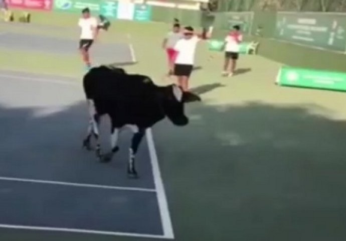  NESVAKIDAŠNJA SCENA: Krava prekinula teniski spektakl!