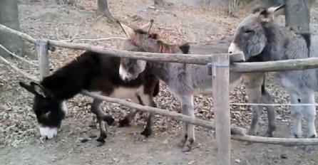 Magarac je pokušao pobjeći ali nije uspio, obratite pažnju šta je magarac iza uradio (VIDEO)