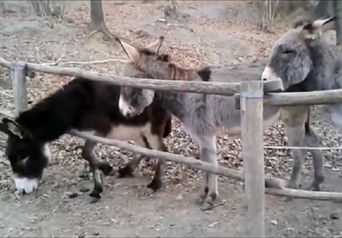 Magarac je pokušao pobjeći ali nije uspio, obratite pažnju šta je magarac iza uradio (VIDEO)