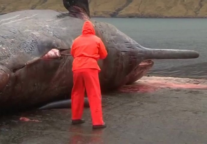 Na plaži je naišao na ogromnog mrtvog kita: Kada ga je dotakao štapom, uslijedio je pravi šok (VIDEO)