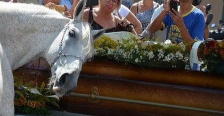 Dirnuo je sve: Konj naslanjao glavu na kovčeg vlasnika (VIDEO)