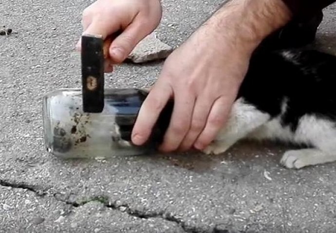 Mački se glava zaglavila u tegli, a on je uzeo čekić i uradio ovo (VIDEO)
