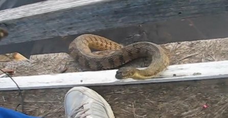 Pogledao je prema dolje i vidio kako zmija izlazi iz vode, ono što je uslijedilo ćete gledati u nevjerici (VIDEO)