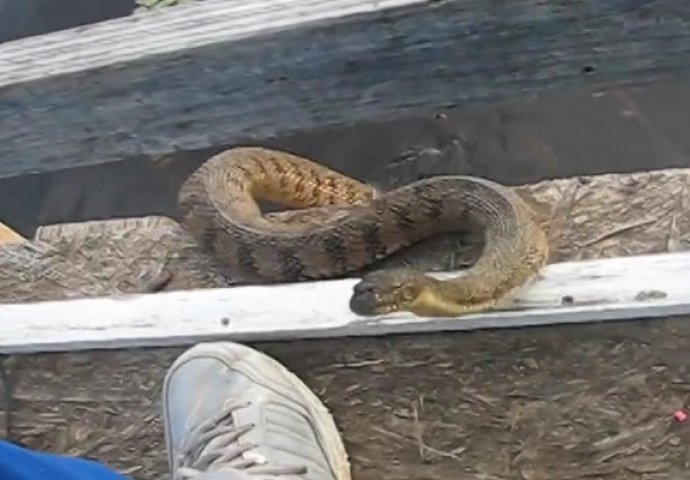 Pogledao je prema dolje i vidio kako zmija izlazi iz vode, ono što je uslijedilo ćete gledati u nevjerici (VIDEO)