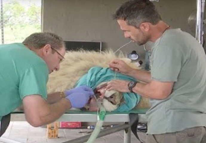 Niko ne može vjerovati šta su ovi veterinari izvadili iz usta ogromnog lava (VIDEO)