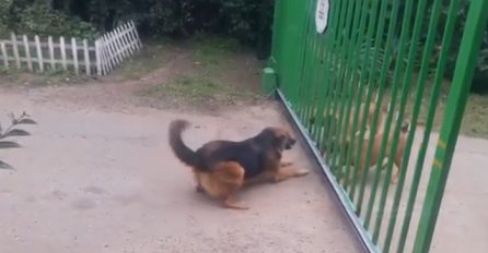 Snimao je ljute pse kako laju na njegovog psa, pogledajte šta je uradio vučjak kada mu je otvorio kapiju (VIDEO)