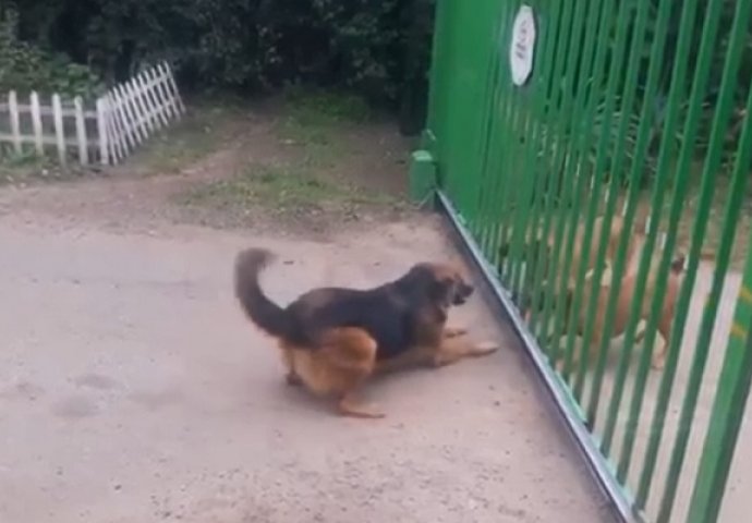Snimao je ljute pse kako laju na njegovog psa, pogledajte šta je uradio vučjak kada mu je otvorio kapiju (VIDEO)