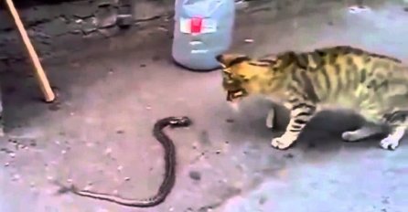 Pobjeda u zadnjoj rundi: Maca je u "uličnoj borbi" dobila zmiju (VIDEO)