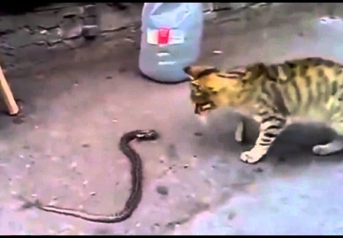 Pobjeda u zadnjoj rundi: Maca je u "uličnoj borbi" dobila zmiju (VIDEO)