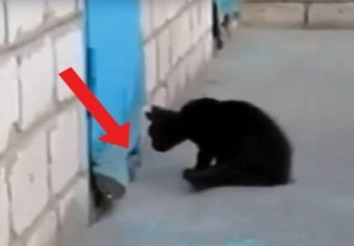 Mačka je primijetila njušku zatvorenog psa, ono što je uradila u nastavku će vas ostaviti u nevjerici (VIDEO)