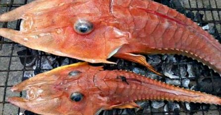 Ima nožice i ogromne oči, ribari u šoku: ULOVLJENA MISTERIOZNA MORSKA NEMAN (VIDEO)