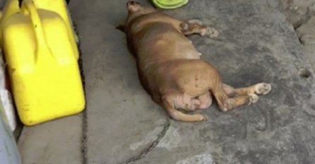 Pas je skoro 8 godina bio u lancima, pogledajte njegovu reakciju kad je konačno spašen (VIDEO)
