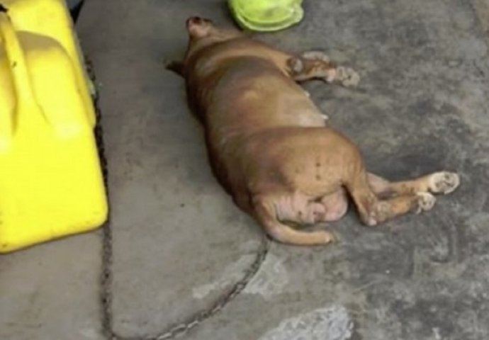 Pas je skoro 8 godina bio u lancima, pogledajte njegovu reakciju kad je konačno spašen (VIDEO)