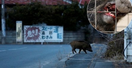 ŽIVOT ŠEST GODINA POSLIJE EKSPLOZIJE NUKLEARNE ELEKTRANE: Divlje svinje haraju Fukushimom,  ljudi ih progone sa puškama