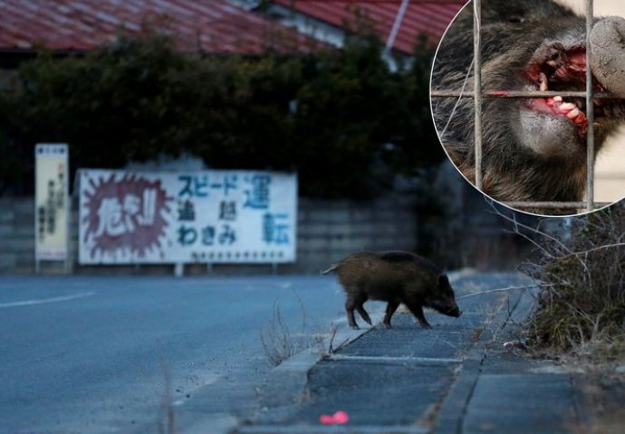 ŽIVOT ŠEST GODINA POSLIJE EKSPLOZIJE NUKLEARNE ELEKTRANE: Divlje svinje haraju Fukushimom,  ljudi ih progone sa puškama