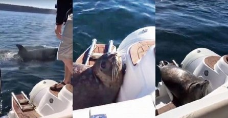 Ovo je najpametniji tuljan na svijetu: Pogledajte kako je zeznuo tri kita ubice koji su ga željeli pojesti (VIDEO)