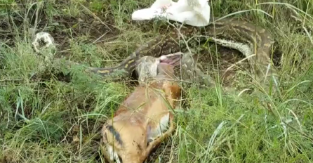 Zmija progutala cijelu antilopu, a onda su stvari krenule po zlu (VIDEO)