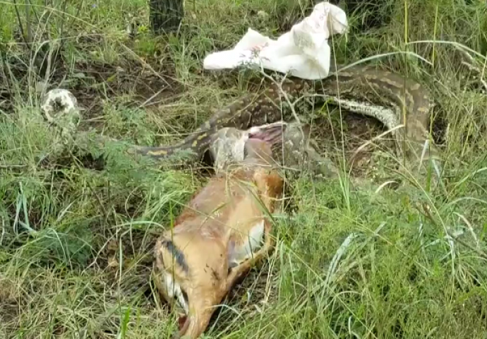 Zmija progutala cijelu antilopu, a onda su stvari krenule po zlu (VIDEO)